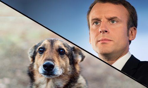 Selon vous, Emmanuel Macron délaisse-t-il la cause animale ?