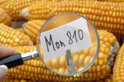 Interdiction du gouvernement de cultiver le maïs transgénique MON810 : le Conseil d'Etat a-t-il eu raison de suspendre cette décision ?