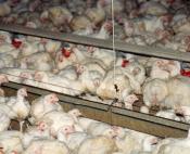 Êtes vous pour l'élevage industriel ?