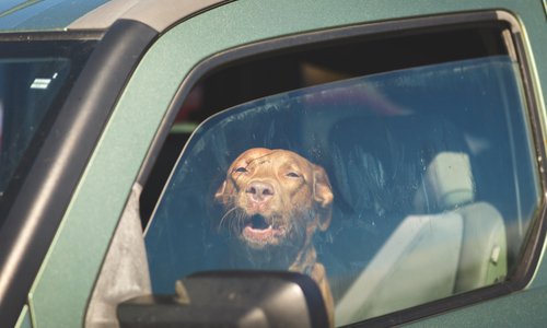 Chien enfermé dans une voiture en plein soleil : que feriez-vous ?