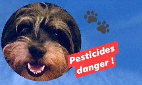 Votre chien ou votre chat, a-t-il eu des effets secondaires après l’utilisation d’antiparasitaires contenant des pesticides ?