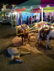 Êtes-vous pour ou contre les manèges à poneys en France ?