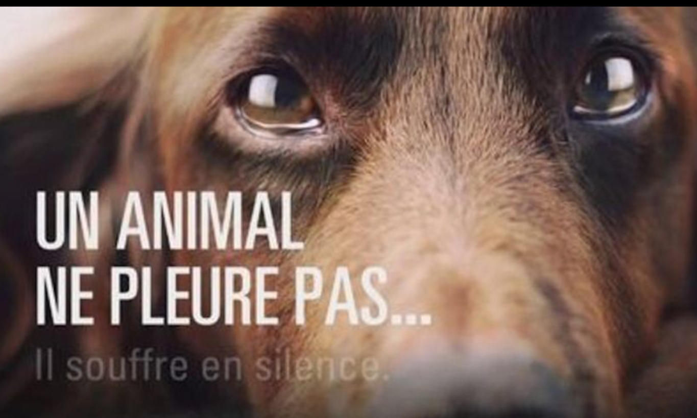 Seriez-vous favorable que la maltraitance animale soit désormais un crime passible de prison en France ?