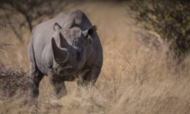Le Botswana devrait t il déplacer ses Rhinocéros pour les proteger.