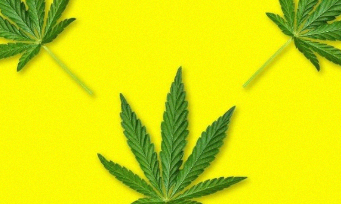 pour ou contre la légalisation du cannabis