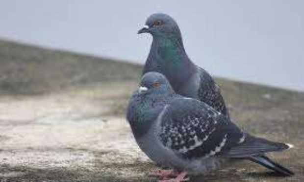 Pour ou contre les pigeons dans les parcs?