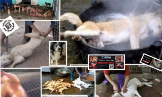 Es muss ein jedes Tier umfassendes Tierschutzgesetz her, mit harten Strafen f&uuml;r Tierqu&auml;lerei.