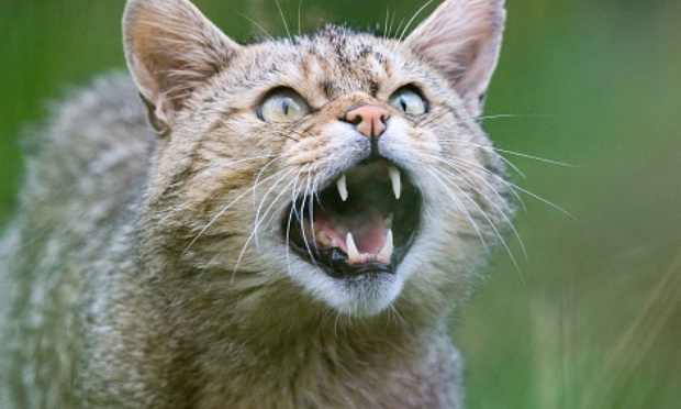 Pour ou contre le Miaou sauvage durant la nuit ?