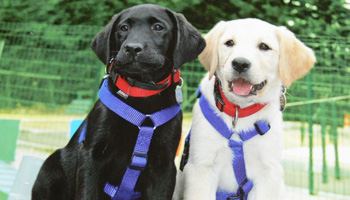 Seriez-vous prêt à soutenir un chien Guide d'Aveugle ?