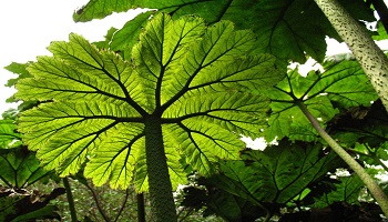 Les végétariens disent que les animaux ont une sensibilité, pensez-vous que les plantes ont aussi une sensibilité  qui leur est propre ?