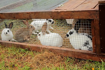 Seriez-vous capable d'élever vous-même lapins et volailles pour ne pas dépendre de l'élevage intensif ?