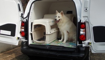 Journée du taxi animalier en France le 21 juin : Qu'en pensez-vous ?
