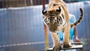 Êtes-vous POUR ou CONTRE les spectacles de domptage d'animaux au sein des zoos français ?