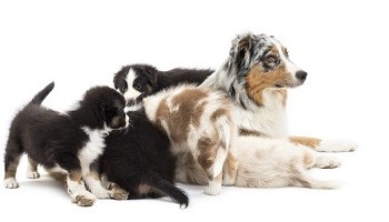 Etes-vous favorable à l'élevage canin, la reproduction en lignée ?