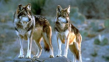 Recréer une espèce de loup éteinte, êtes-vous pour ou contre ?