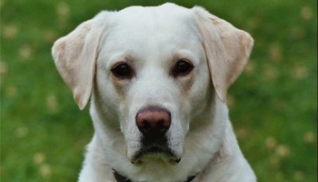 Pour ou contre recréer une espèce de chiens éteinte ?