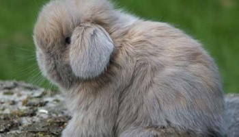 Pensez-vous que l'angora, la plume d'oie ou la fourrure impliquent des souffrances pour les animaux ?