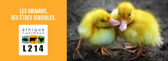 Mangerez-vous du foie gras pour les fêtes de fin d'année ?