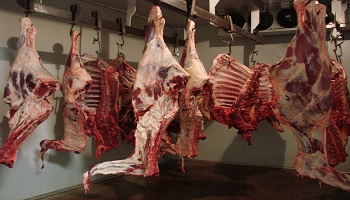 Les abattoirs français doivent-ils étourdir tous les animaux avant de les égorger ?