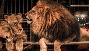 Etes-vous pour ou contre les animaux sauvages dans les cirques en France ?