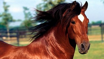 Souhaitez-vous une pétition pour les Modérateurs du blog hippique ORLC concernant la qualité de leur travail, qui pourrait entraîner la fermeture de ce blog ?