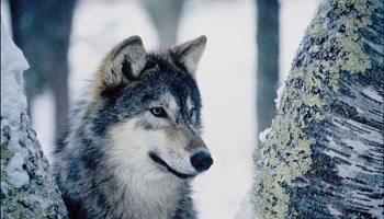 Êtes-vous pour ou contre le retour des loups ?