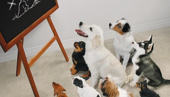 Etes-vous satisfait(e) de l'éducation canine de votre chien par votre éducateur canin ?