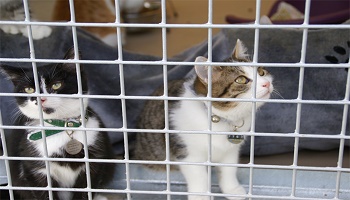 Y a t-il besoin d'un refuge animalier en Mayenne ?