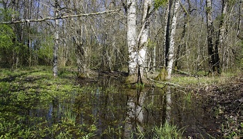 Le projet initial du barrage de Sivens a été écarté. Deux alternatives ont été proposées. Laquelle vous semble la plus judicieuse ? :