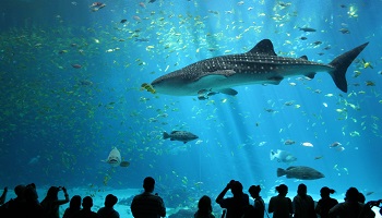 Souhaiteriez-vous la création d'un grand aquarium sur Strasbourg ?