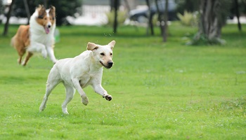 Etes-vous pour la création de parcs pour chiens dans toutes les villes de France ?