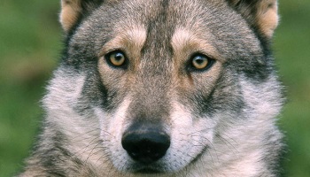 Etes-vous pour la création d'une espèce de chiens-loups qui s'est éteinte ?