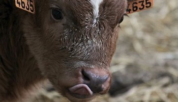 Voulez-vous boycotter Intermarché tant qu'ils continueront de soutenir les élevages intensifs et sans étourdissement ?