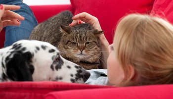 Etes-vous pour l'interdiction de vendre des chiens et chats en animalerie?