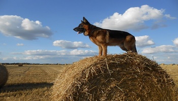 Pour ou contre l'hyper-type en exposition canine ?