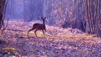 Pensez-vous qu'actuellement le nombre d'humains sur Terre est trop élevé et nuit à la faune et à la flore ?
