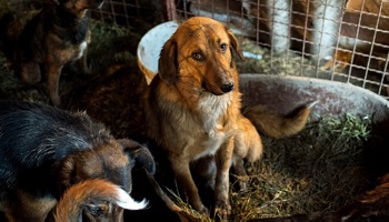 Pensez-vous qu'il serait bon d'ouvrir un refuge pour animaux sur la commune de Mortain étant donné qu'il y a beaucoup d'abandons au moment des vacances ?