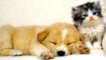 Seriez-vous pour un rapprochement de toutes les organisations de la Cause Animale pour agir ensemble ?