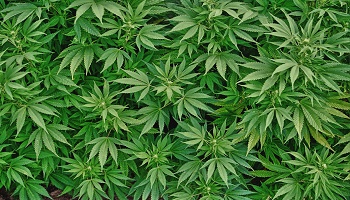 Faut-il dépénaliser le cannabis ?