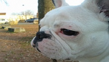 Problème de comportement canin : Feriez-vous appel à un éducateur canin ?