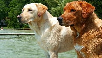 Comptez-vous partir en vacances avec votre animal ?