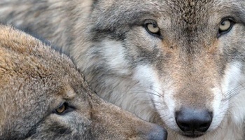 Etes-vous pour ou contre la politique du gouvernement qui est de détruire systématique du loup ?
