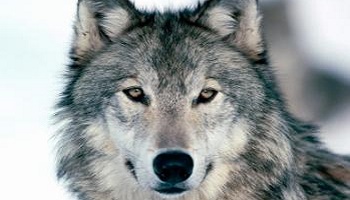 Etes-vous pour la préservation du loup ?