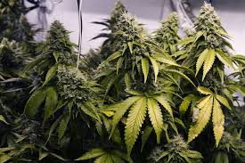 Etes-vous pour la légalisation du cannabis?