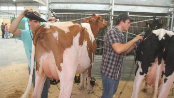 Vaches et chèvres laitières sont exhibées dans les concours avec des mamelles énormes par des éleveurs qui prétendent traiter leurs animaux avec amour. Est-ce acceptable ?