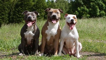 Etes-vous pour la suppression de la première catégorie chez les chiens ?