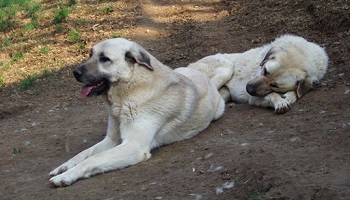 La consanguinité reproductive est-elle bonne pour la protection des chiens de races ?
