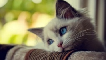 Considérez-vous votre animal de compagnie comme un membre de votre famille ?