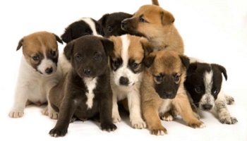 Etes-vous pour ou contre de la vente de chiots en animalerie ?