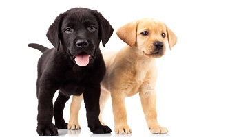 Le certificat de capacité aux animaux domestiques était-il suffisant ?